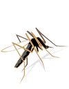 5 goede tips tegen muggenbeten