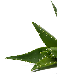 aloe vera plant