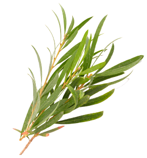 gebruik tea tree olie