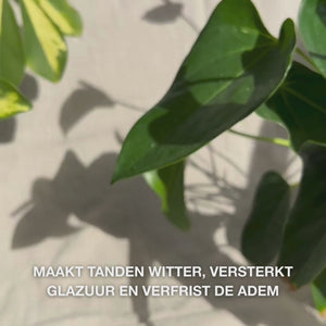 Close-up van een hand die een erwtformaat hoeveelheid Whitening Tandpasta op een tandenborstel drukt en met zachte, cirkelvormige bewegingen poetst: de fijne pasta, met gehydrateerde silica, alumina en menthol, verwijdert vlekken, versterkt het glazuur en laat een frisse adem achter 