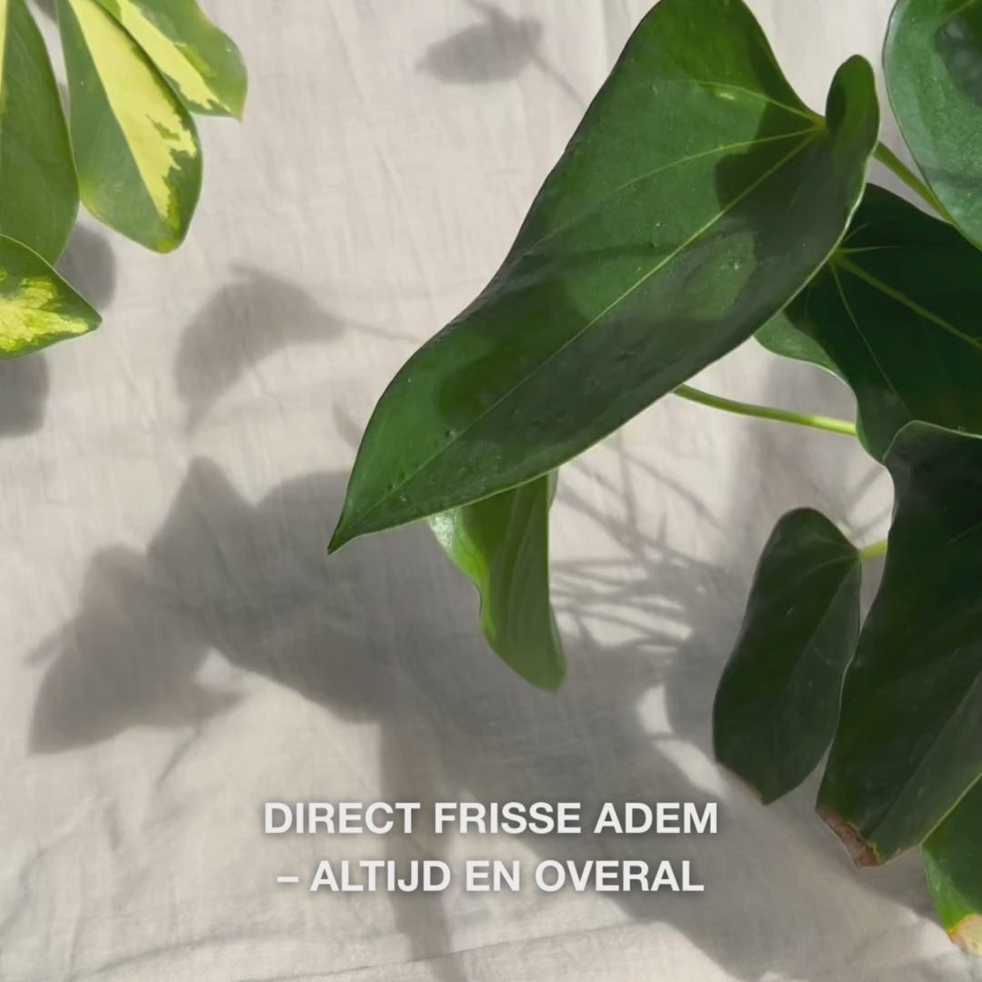 Close-up van een hand die de compacte mondsprayfles licht schudt en een fijne, hydraterende nevel op de tong en het tandvlees sprayt—de lichte, verkoelende mist verfrist direct de adem, hydrateert een droge mond, verzacht irritatie en laat een frisse, muntachtige sensatie achter.