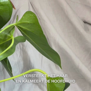 Close-up van een hand die de pomp indrukt om een romige, doorschijnende hoeveelheid Hemp Shampoo in de palm te krijgen, en deze vervolgens in nat haar masseert, waardoor een zachte, hydraterende schuim ontstaat die voedt, hydrateert en de hoofdhuid verzacht.