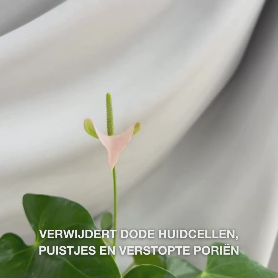 Video: de Salicylic Acid Body Scrub van Australian Bodycare wordt op een vochtige huid gemasseerd, afgespoeld en laat de huid glad en schoon achter